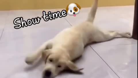 Funny dog videos try not to laugh clean