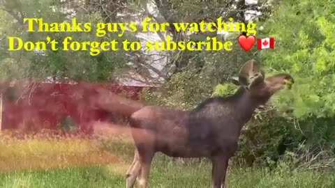 CANADA MOOSE STARING US-#throughtheWINDOW #OurYARD at THE FARM- SASKATCHEWAN WILDLIFE - Jhoulex tv -