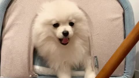 Cute dog video