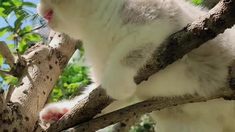 Cutest Cats Ever! Cute Funny Playful Beautiful Kitty Cats (Part 6) | #shorts #cats