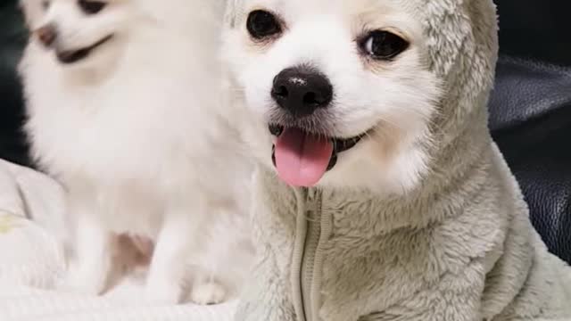 Puppies on the sofa,yawning