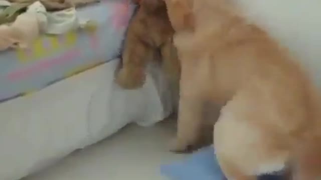 happy dog