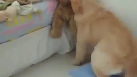 happy dog