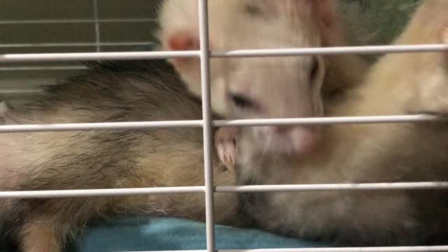 Stubborn Ferret Wants to Say Hello to New Family Member