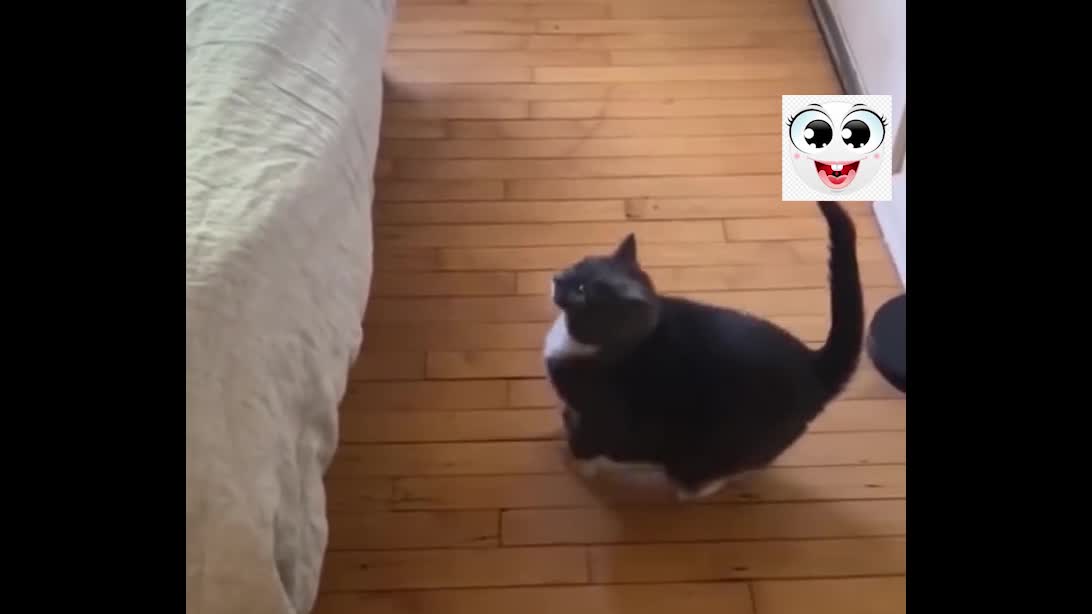 Funny cat reastion,
