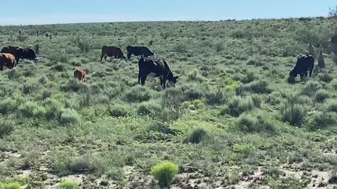 Hereford an black baldie pair.