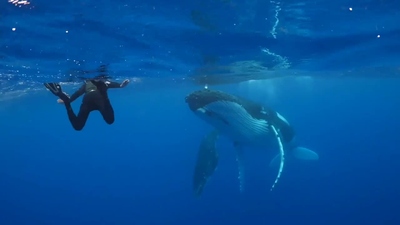 diving with Humpbacks 🐋🤿