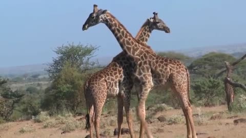 Giraffe Fighting over dominance