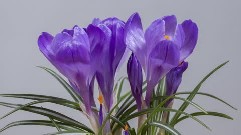 crocus flower