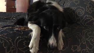 Border Collie looking sweet