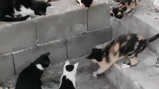 Коты загнали крысу в кольцо