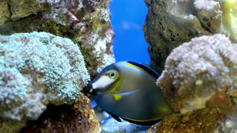 A Pair Of Fish In An Aquarium