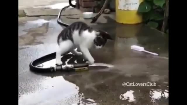 Don't try to hold back Laughter,Funniest cat😂