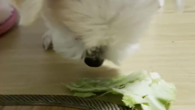 Puppy cabbage eating