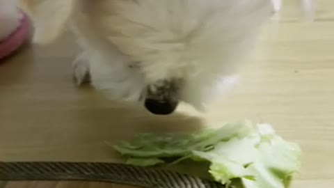 Puppy cabbage eating