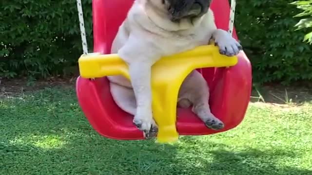 Cute & Funny Puppy Videos Compilation πΆππ
