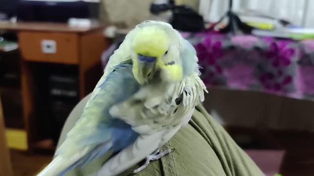 white Super parrot