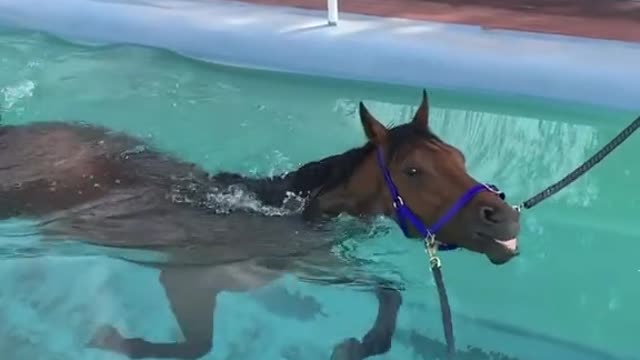 Horse swims in the pool