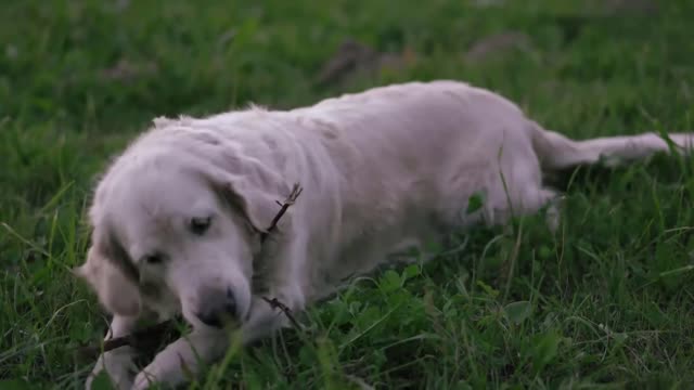 Dogs are able to differentiate foreign languages, says study.