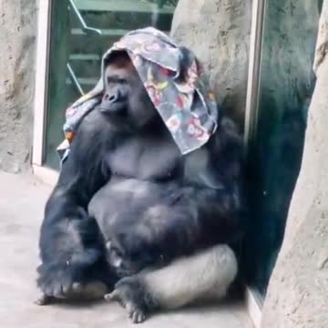 Monkey 🐒 work like humen