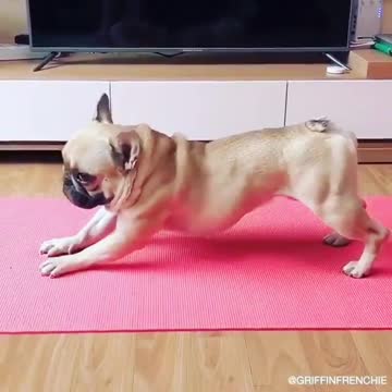 funny dogs at home, funny dogs at the groomer, funny dog at park, funny dog at vet