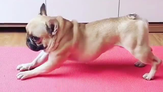 funny dogs at home, funny dogs at the groomer, funny dog at park, funny dog at vet
