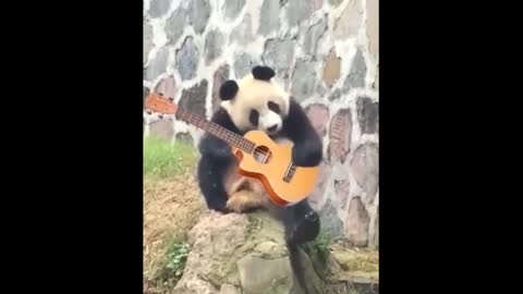 Entertaining And Funny Cute Panda Videos Compilation 2021