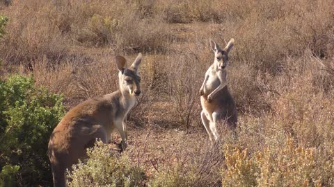 kangaroo couple