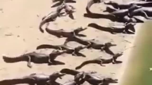 Crocodiles 'invade' Brazil beach