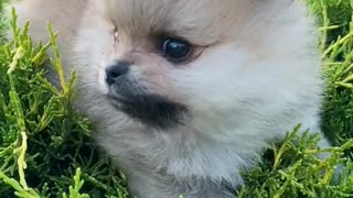 Cute puppy playing in park