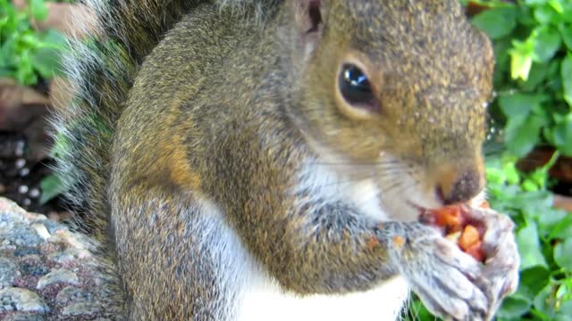 squirrel eating a nut