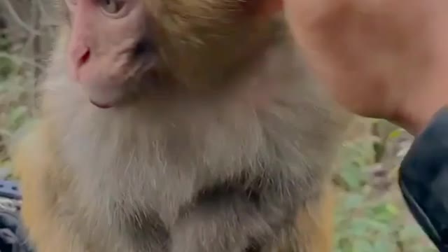 So cute monkey baby play with man