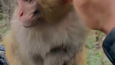 So cute monkey baby play with man