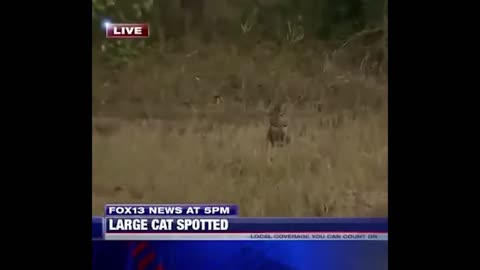 News Bloopers / Cougar LIVE on TV #funny