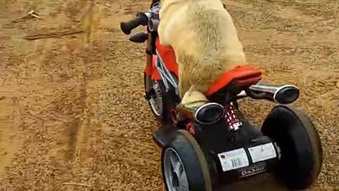 WATCH : Dog Has His Own Ride. 🐶🚙 #Shorts #funny_dogs #dog_videos