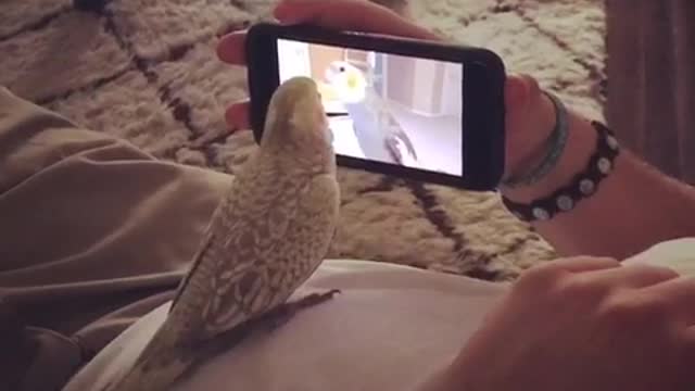 Cockatiel plays with video of himself.