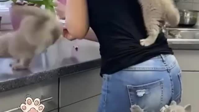 OMG So Cute Cats ♥ Best Funny Cat ❤️🐈Videos 2021 #shorts