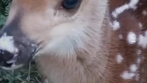 Feeding the fawn in forest.