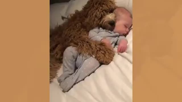 Cute babies and puppuies love baby and dog fights.