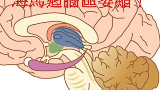 兩大症狀 海馬迴腦區萎縮！