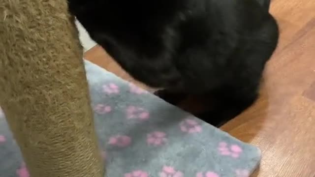 With such a dangerous kitty, nothing is scary