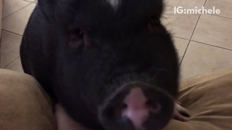 Peppa black pig close up to camera wants to carried