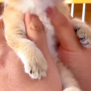 OMG So Cute Cat Video ❤ #cat #kittens #short