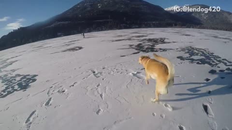 Blonde dog runs across snow field near mountains