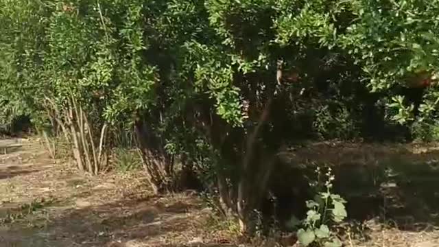 Pomegranate tree in the park