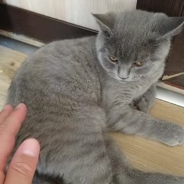 Funny Videos About Cat