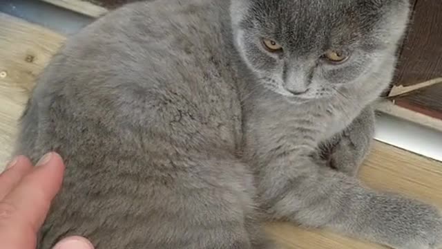 Funny Videos About Cat