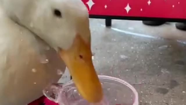 top funny animal videos