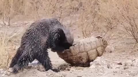 The turtle shell did not stop the honey badger from having lunch.