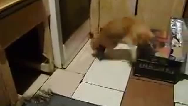 The cat escape is no longer